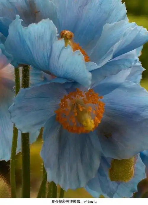 蓝色罂粟花