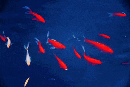 451_300gif 动态图 动图