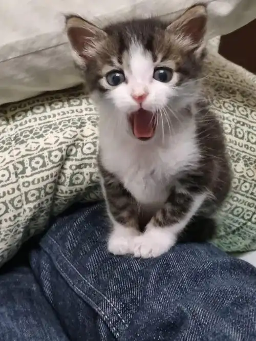 全世界最小最萌的猫(20只最可爱的小猫)(6)