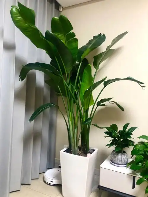 天堂鸟应该是最好养的植物了吧