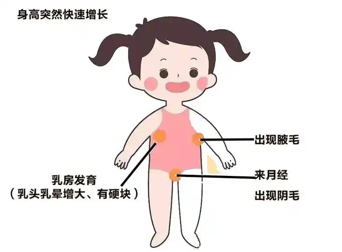 进入青春期之后,孩子的发育是有规律的:从乳房发育到阴毛出现,再到