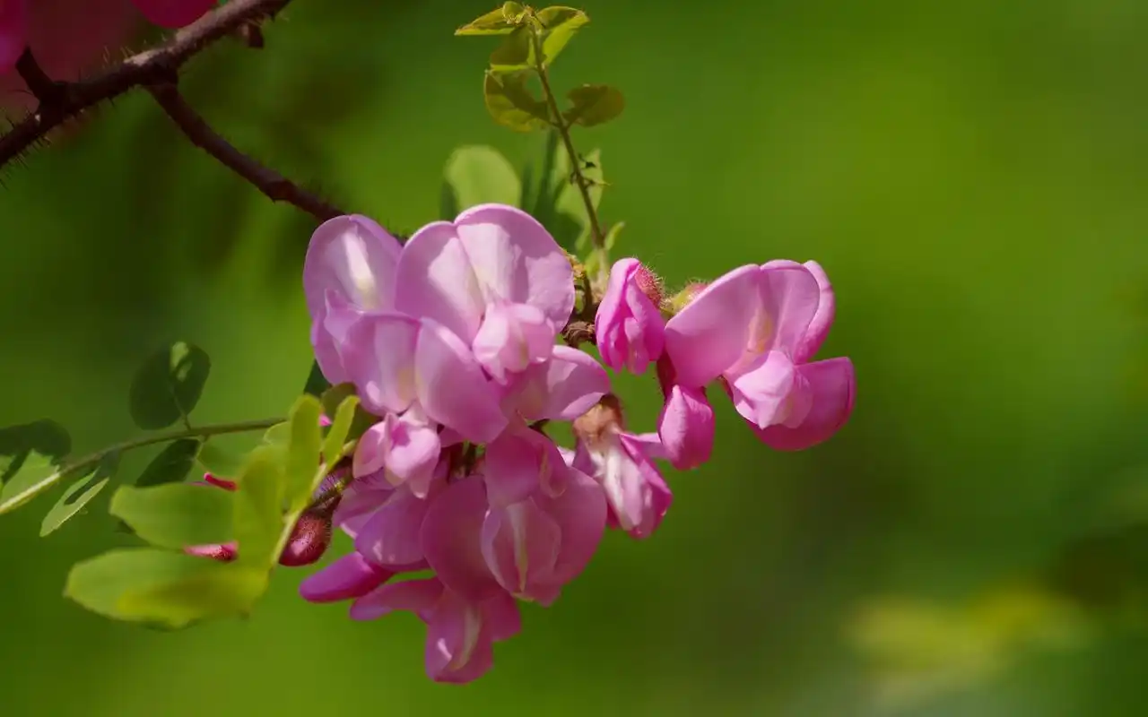 粉色槐花图片电脑高清桌面壁纸