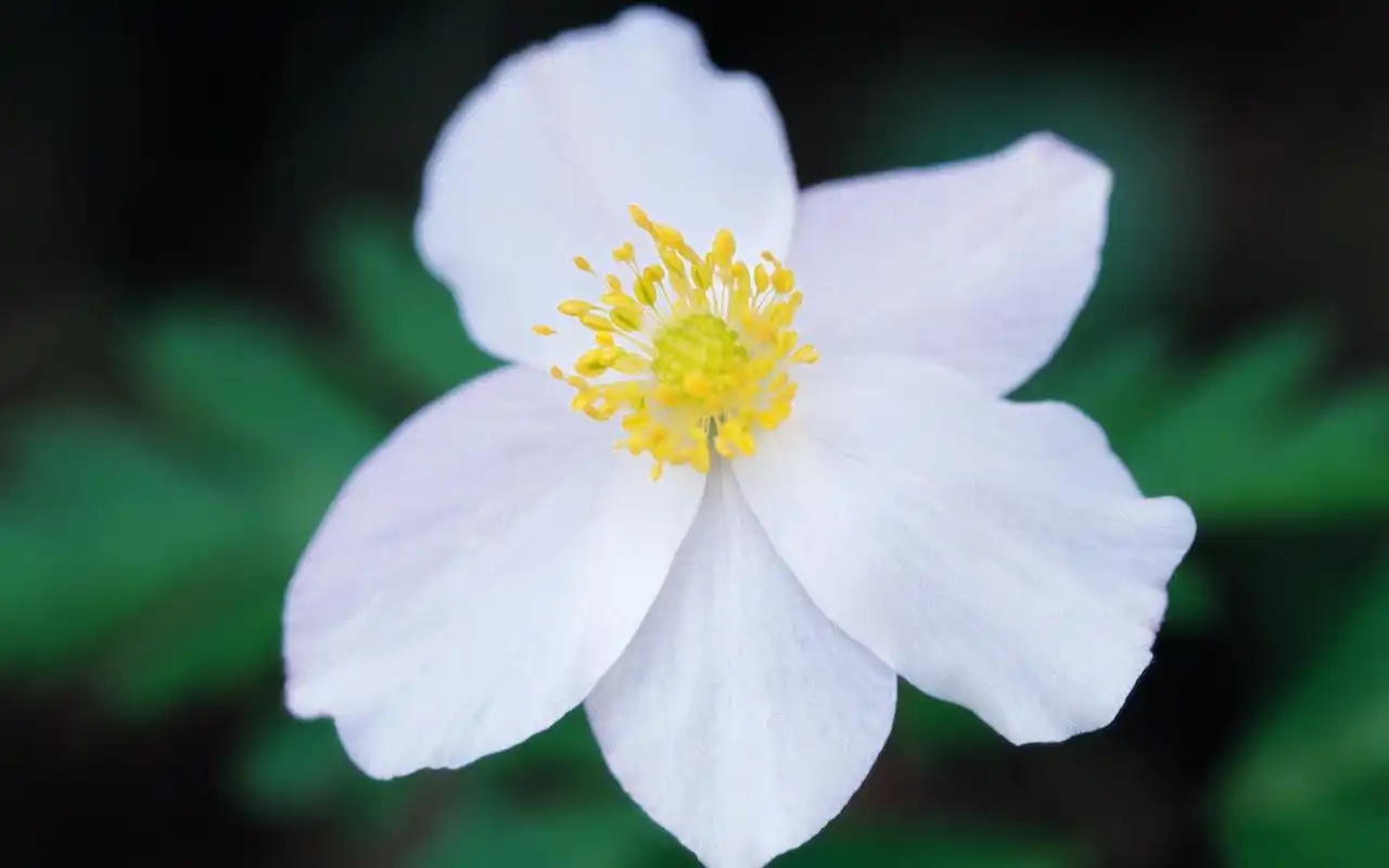 首页 桌面壁纸 植物壁纸 小清新绿色植物高清电脑壁纸 上一张 下一张