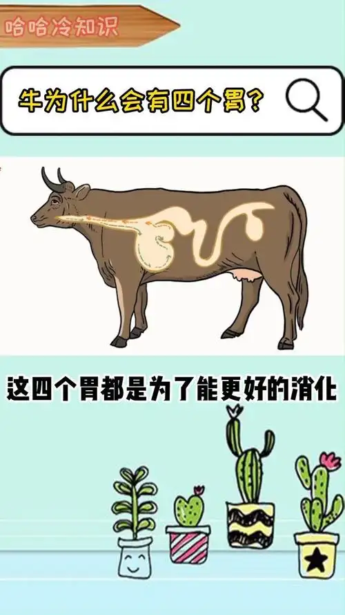 牛的四个胃,人类一个也没放过!#科普#涨知识