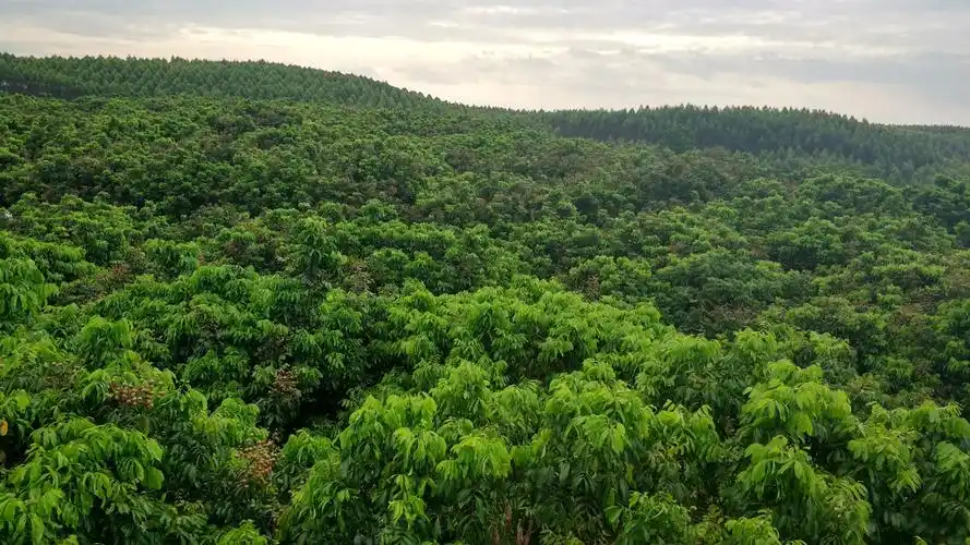 石夹龙眼果挂满枝头,笑迎八方顾客前来选购.