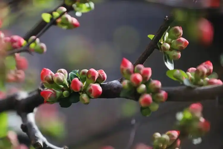 泉城济南含苞待放的海棠花美丽迷人