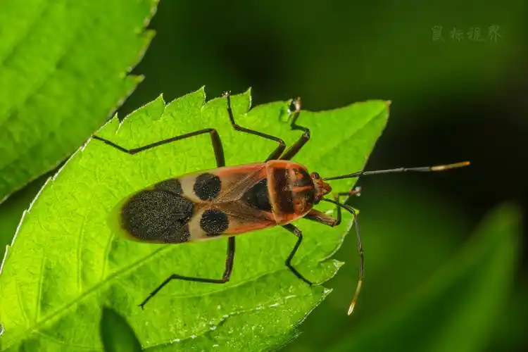 自然的镜头--蝽