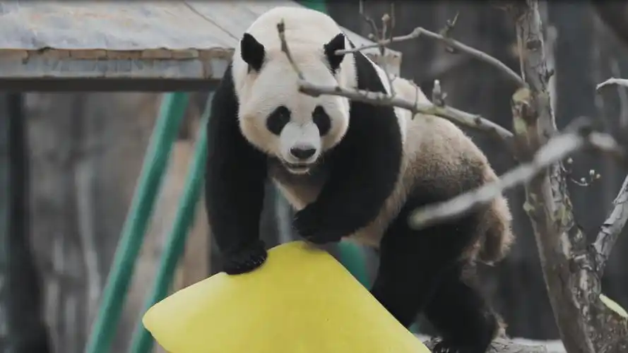兰州野生动物园熊猫馆开馆 四只国宝惊喜入驻_大熊猫