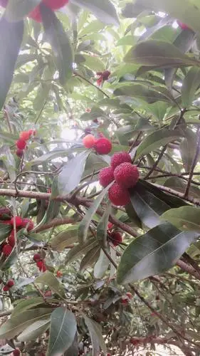 杨梅趣——衡阳汇远乌梅基地采摘记