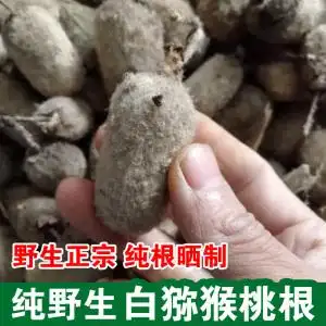 纯根新晒纯野生白猕猴桃根毛花藤梨根毛冬瓜白藤梨根1000g包邮