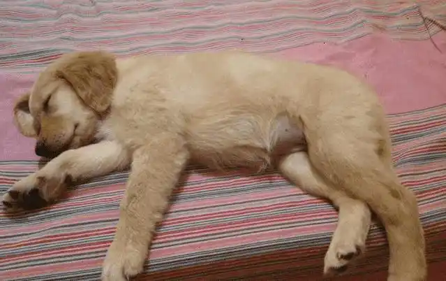 导致狗狗涨肚子的原因有很多,有些对狗狗的健康存在很大的影响,而有的