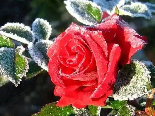 冰雪中的铿锵玫瑰美醉了