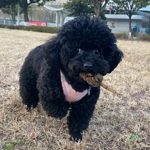 这品相的黑泰迪大家看着打分吧