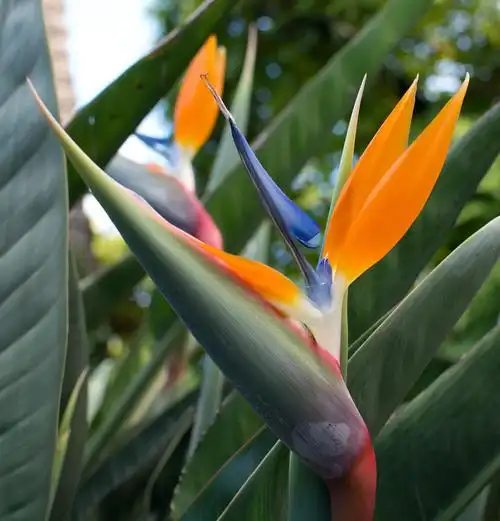 为什么很少人养天堂鸟植物?