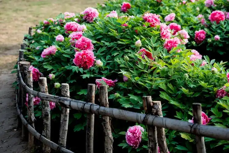 洛阳牡丹今又开,满城尽在花海中. 摄影:吴捷