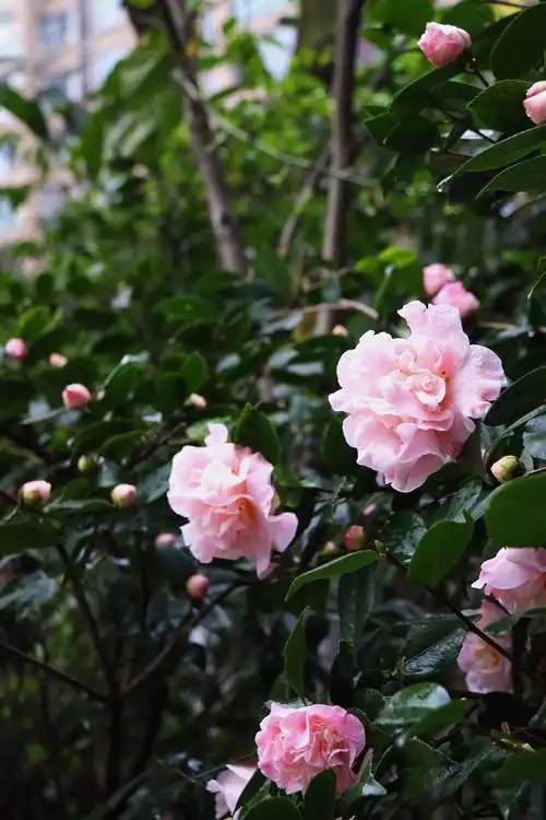 情人节茶花开,等待是最美的那朵花