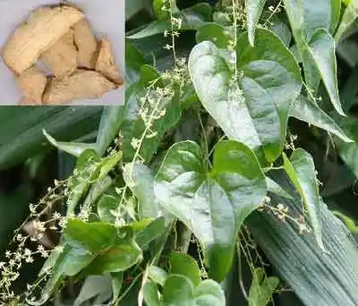 萆薢的功效与作用