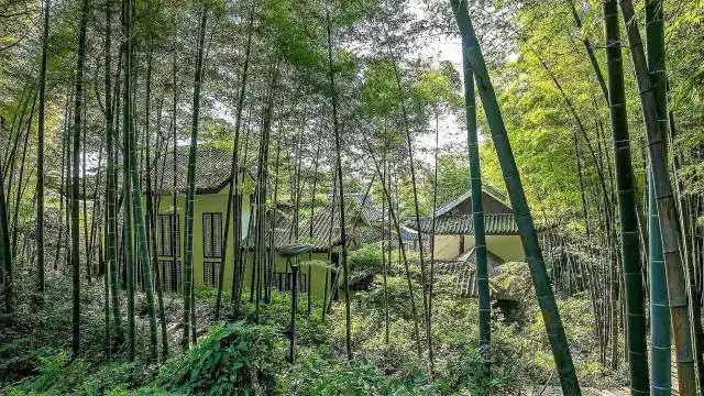 电影《十面埋伏》的取景地-永川茶山竹海