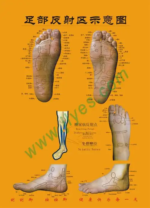 标准足部反射区示意图,按摩人体足部反射区的作用与功效