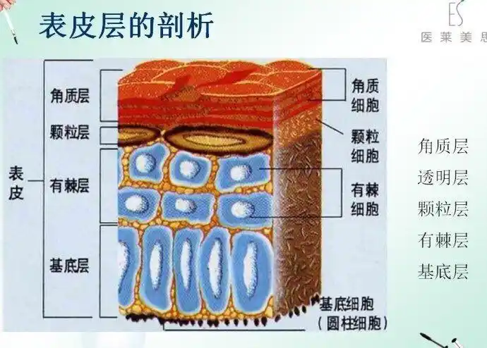 非常重要的一堂课:皮肤生理学