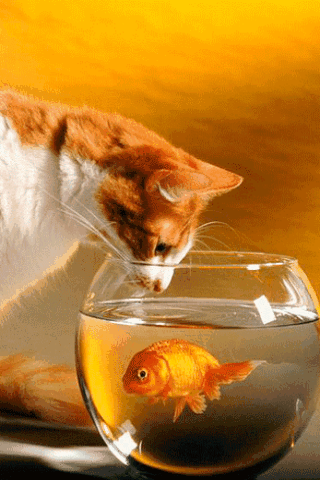 下载gold fishsamsung c3010屏保 - 3197220 | mobile9