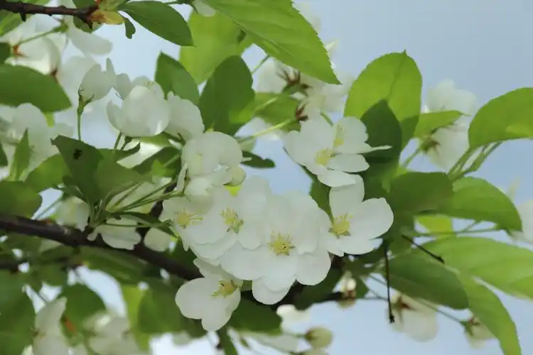 鹤峰梨花开满枝头绿叶挂满树梢