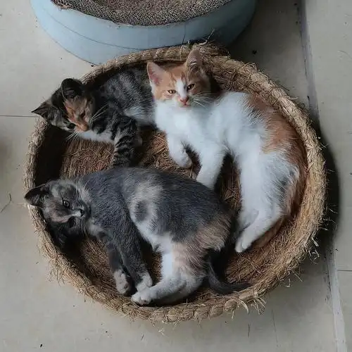 北京四只蓝猫田园混血小可爱找家