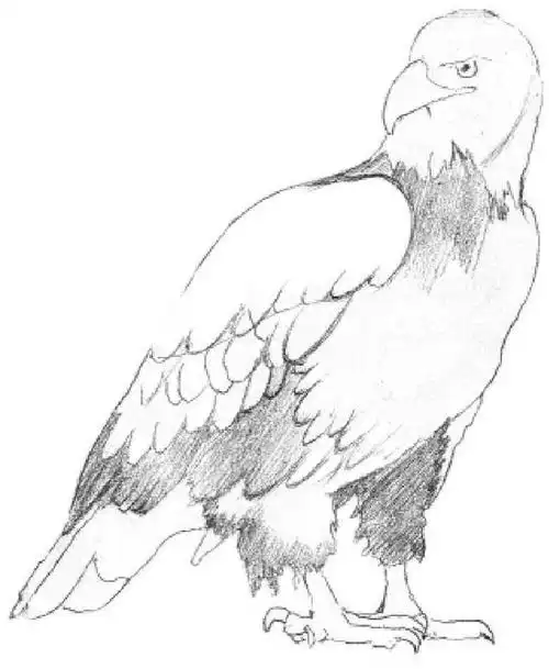 适合初学者学习的动物素描步骤教程,学会这几点,绘画真的很简单