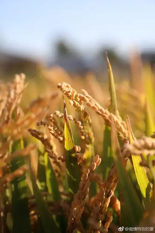 丰收节,金色稻田.