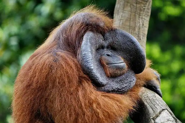 orang utan