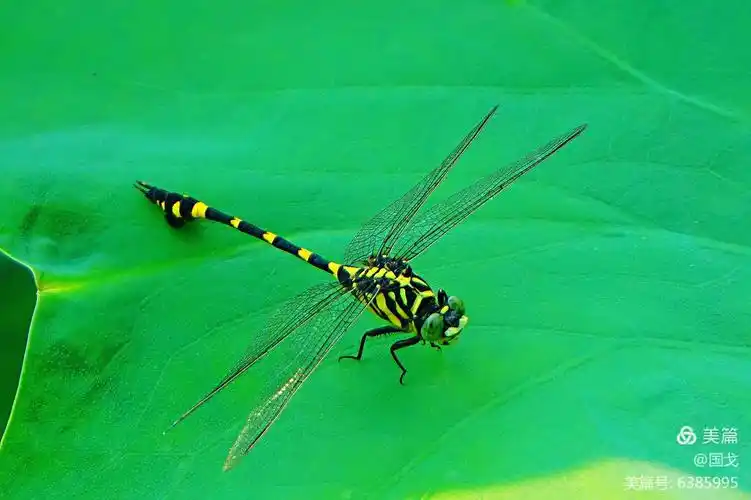 夏天的舞者一一美丽的蜻蜓