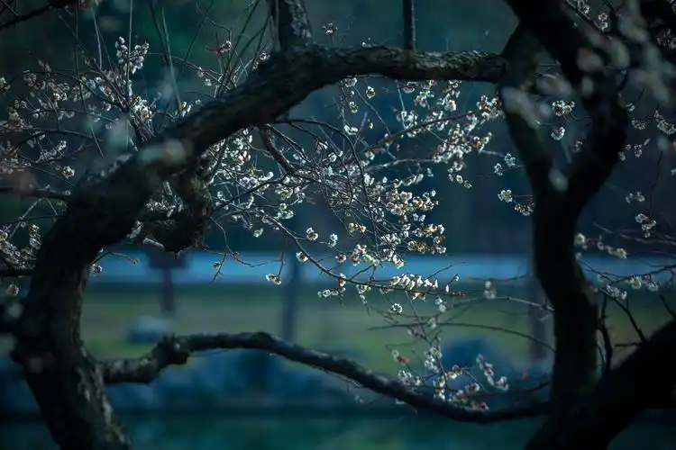 梅花虬曲苍劲的枝干,洁白晶莹的骨朵,犹如翩翩起舞.