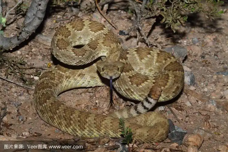 莫哈韦响尾蛇-盾形响尾蛇