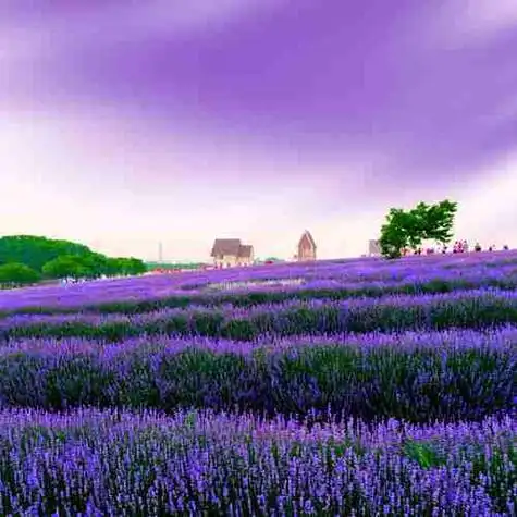 个性头像紫色梦幻系列_微信头像图片大全