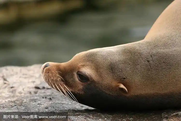 海狮喜欢吃什么食物