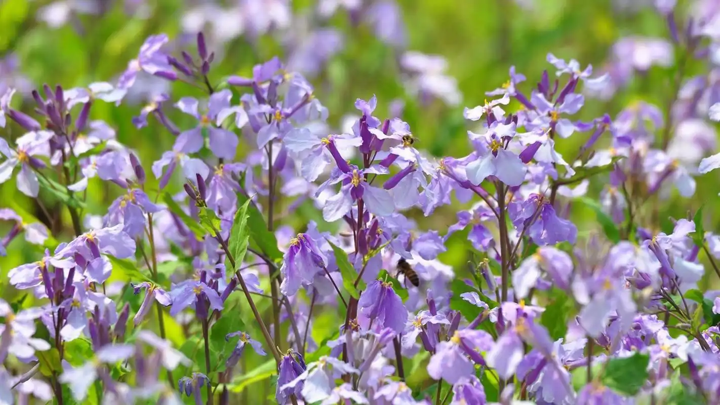 清新淡紫色二月兰图片高清电脑桌面壁纸