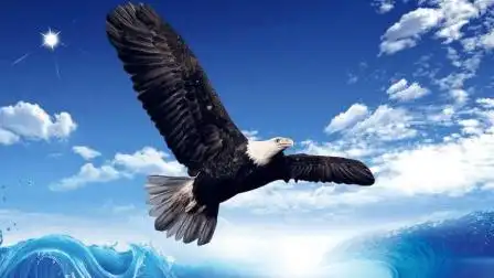 测一测12星座最像哪种鸟? 狮子座的雄鹰最霸气