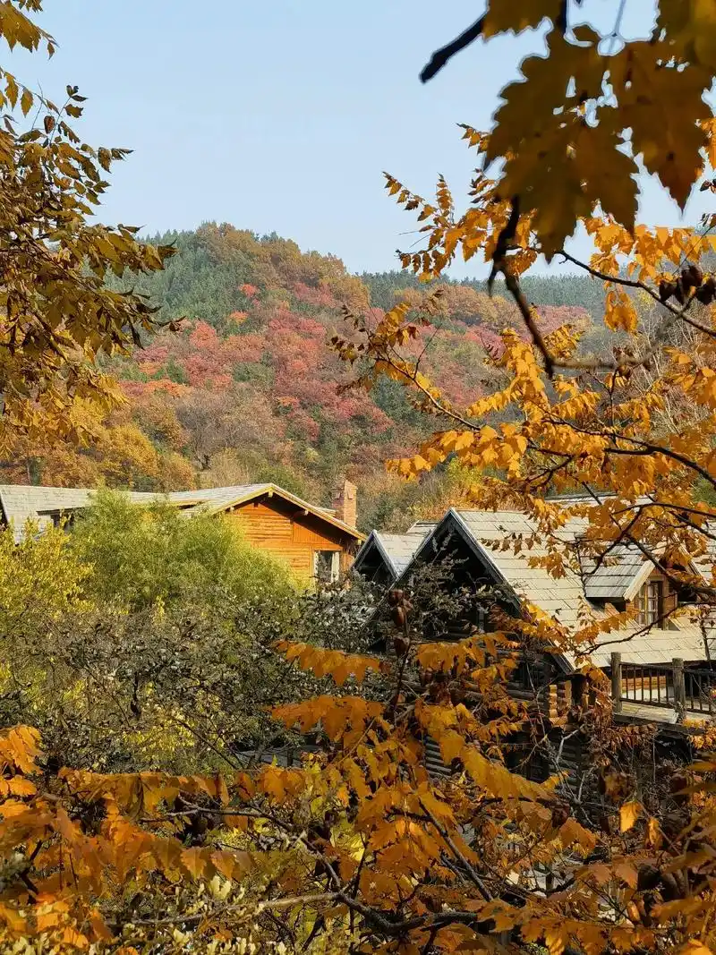 层林尽染#手机摄影 #秋天该有的样子 #治愈系风景  - 抖音