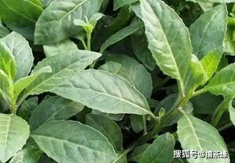 被称为救命草的野草对糖尿病高血压有奇效