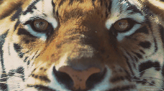 老虎愤怒眼神凶光gif动图_动态图_表情包下载_soogif