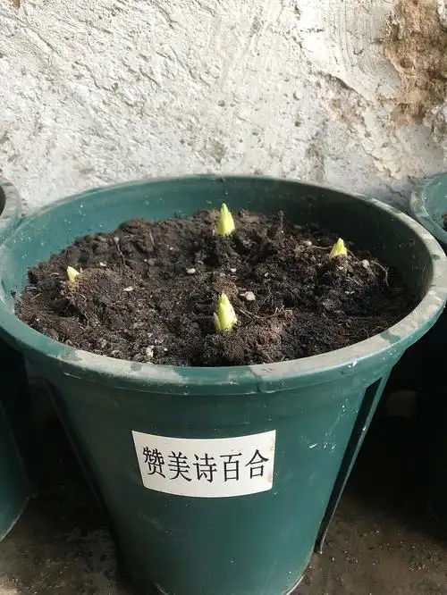 百合跟马蹄莲的生长情况