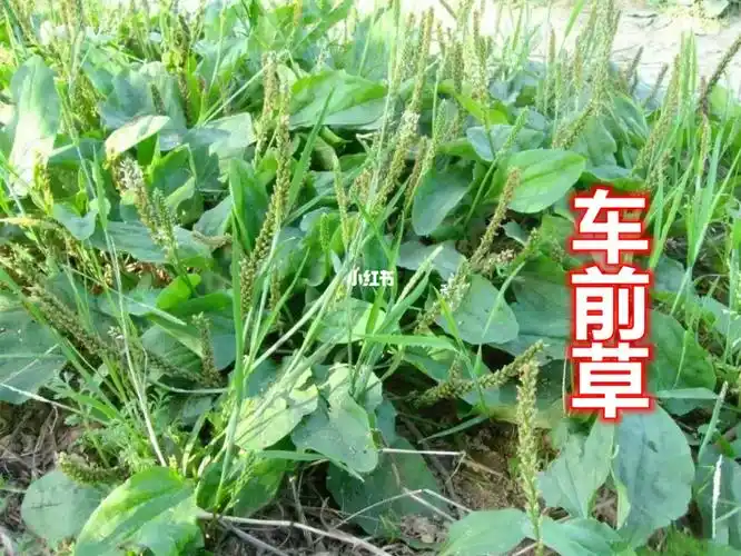 车前草的作用