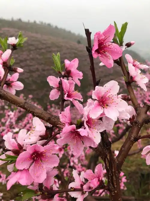 人间仙境石江(洪江市黔城镇石江村)