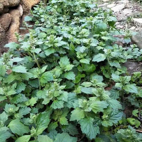 新鲜白毛夏枯草500g野生筋骨草散血草破血丹退血苦地胆白头翁草药