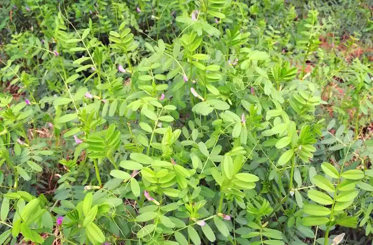 白居易为了吃这道菜,一天上山两次去采摘_野豌豆_蒜瓣_野菜