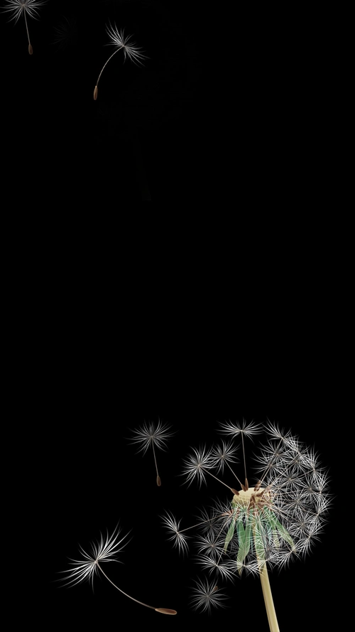 黑色蒲公英唯美h5