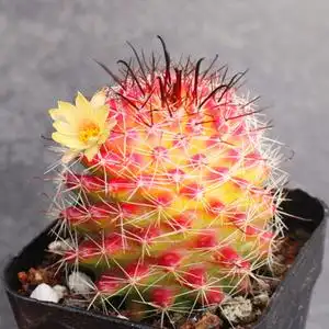 红娜丸仙人球 乳突球属开花桌面植物小花卉 自根易群生仙人掌阳台