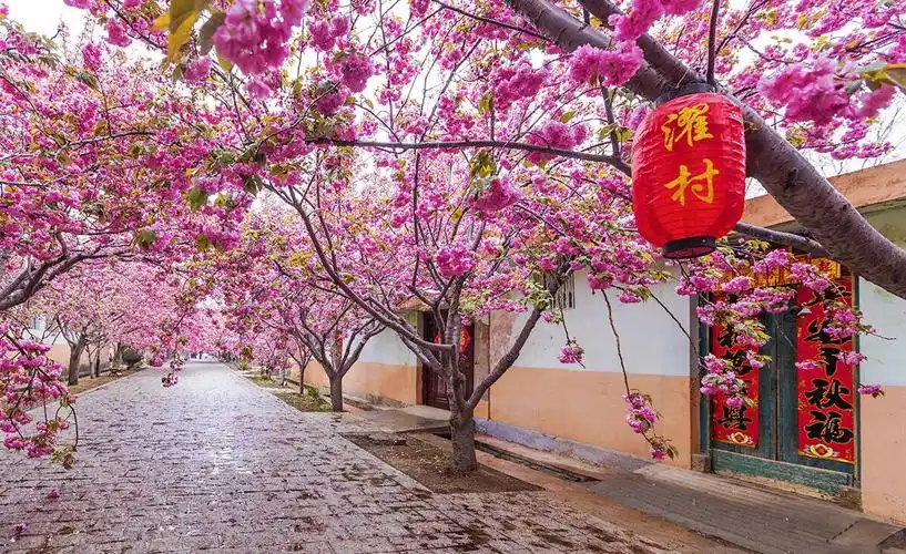 2019莱阳濯村第五届樱花节游玩攻略时间地点