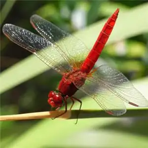 最稀有的蜻蜓头像停歇的蜻蜓图片