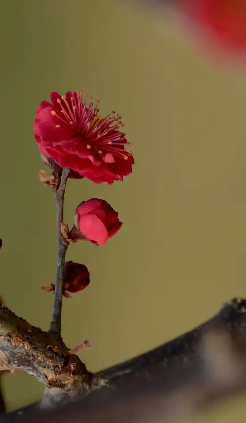 早春的梅花和桃花